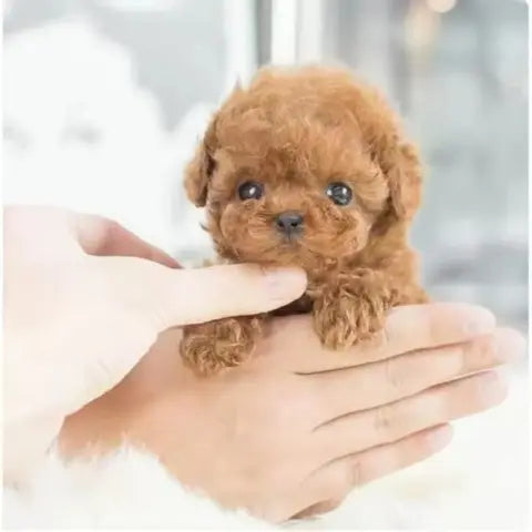 🎁Last Day Promotion 50% OFF🐶 My Realistic Robot Puppy
